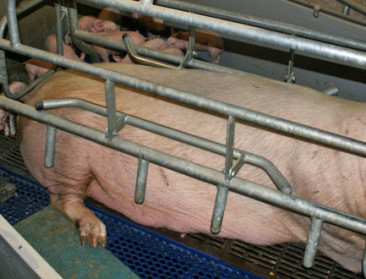 Praktische gids voor landbouwer die zijn leven omgooit