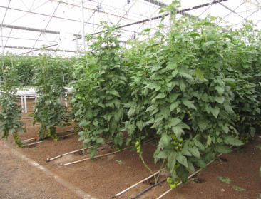 Italianen wantrouwen Chinees tomatenconcentraat