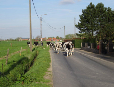 Vlaanderen blijft in de greep van verkavelingssyndroom