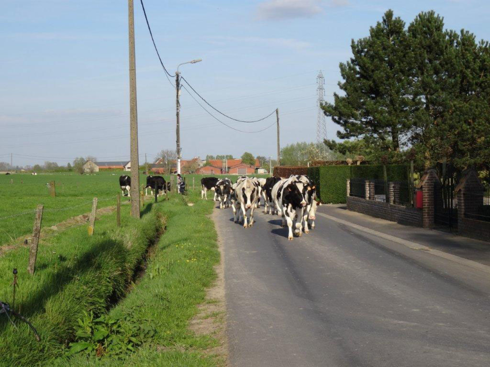 FAVV dringt aan op vaccinatie nu blauwtong- en EHD-seiz