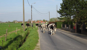 FAVV dringt aan op vaccinatie nu blauwtong- en EHD-seizoen voor de deur staat