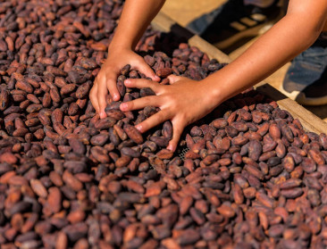 Ergste droogte in meer dan 46 jaar bedreigt cacao-oogst in Ivoorkust