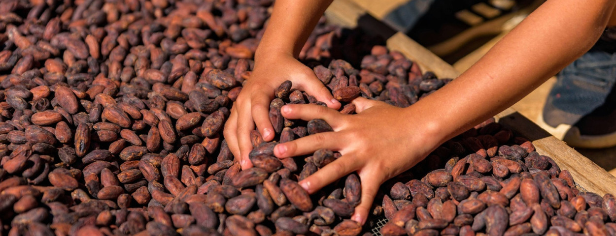 cacaobonenchocolade