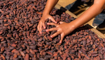 Ergste droogte in meer dan 46 jaar bedreigt cacao-oogst in Ivoorkust