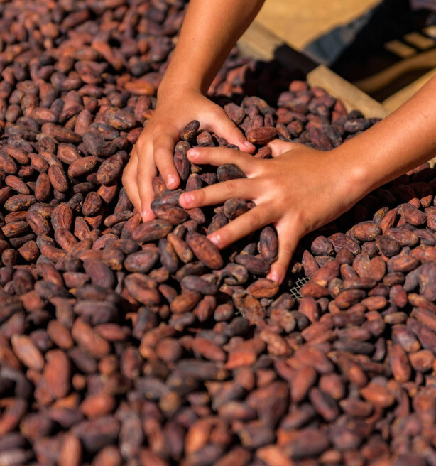 Onderzoek: Supermarkten doen te weinig tegen onrecht in toeleveringsketens
