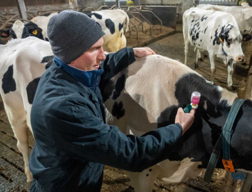 Op stap met een dierenarts: "Minder antibioticagebruik is logisch gevolg van goed gezondheidsmanagement”