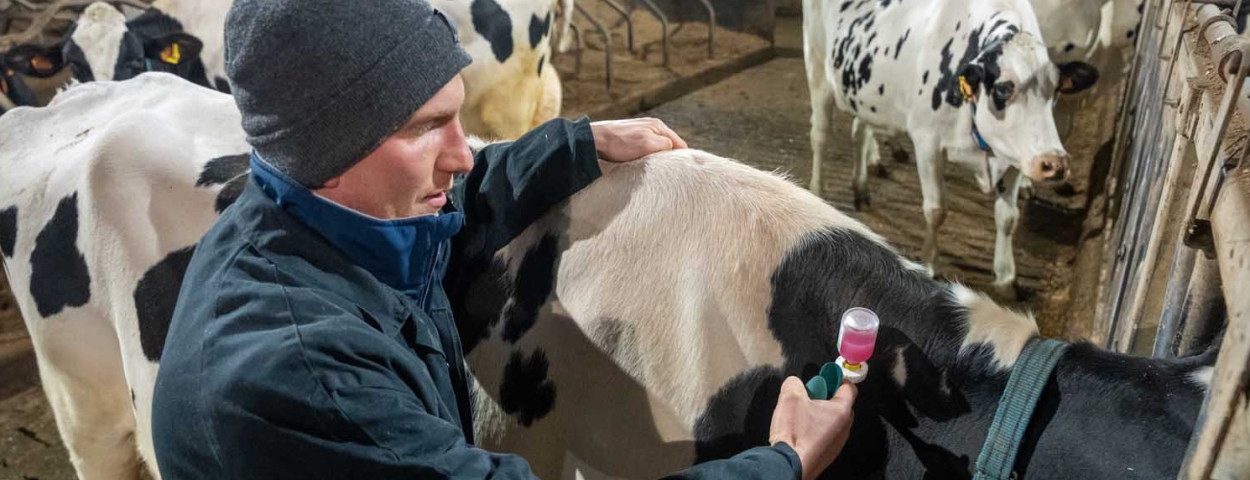 Vaccinatie op het bedrijf van Renders