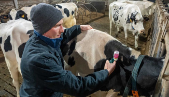 Op stap met een dierenarts: "Minder antibioticagebruik is logisch gevolg van goed gezondheidsmanagement”