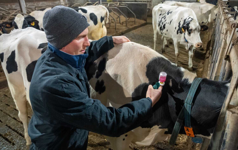 Op stap met een dierenarts: "Minder antibioticagebruik is logisch gevolg van goed gezondheidsmanagement”