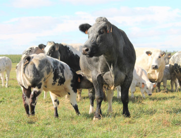 Europese veehouderij verenigt als SELMA: “‘common sense’ brengen in vleesdebat”