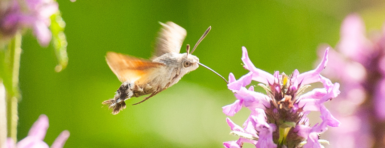 3. Hummingbird hawk-moth