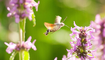 Het voordeel van ‘Agriwilding’: “Landbouw en biodiversiteit hoeven elkaar niet uit te sluiten”