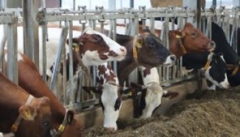 Marges in de melkveehouderij blijven positief, maar prijsdaling nog niet achter de rug