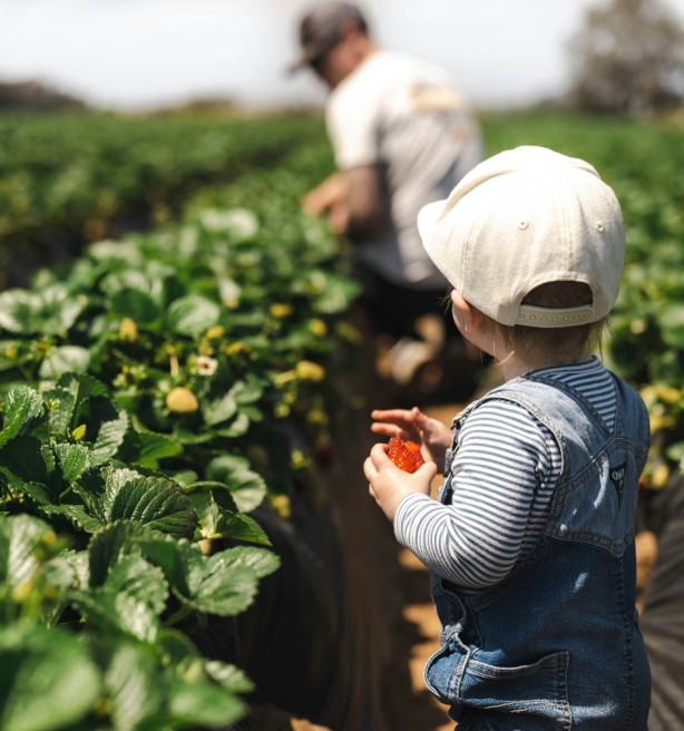 Na heisa in de media: “Verboden pesticiden” op aardbeien wel degelijk legaal