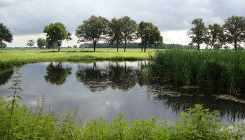 Primeur in Nederland: natuur krijgt rechtspersoonlijkheid