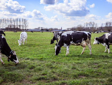 Minder aanbod, meer vraag: biomelkprijs zit weer in de lift