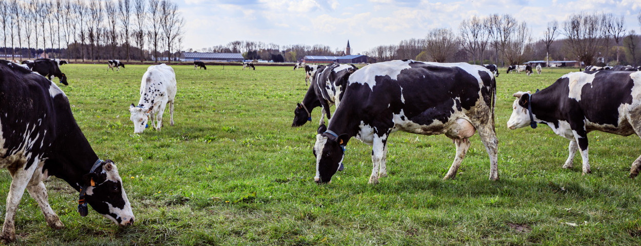 Bioforum beweiding
