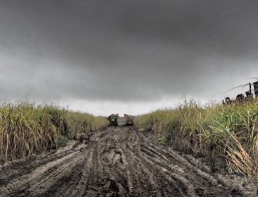 Biet- en rietsuikerproducenten kreunen onder lage prijs