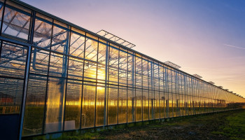 Onderzoek naar circulariteit: kunnen dierlijke mestoverschotten kunstmest in de tuinbouw vervangen?