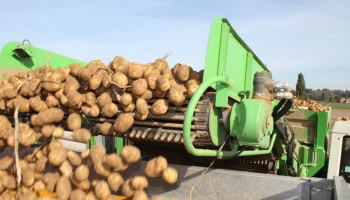 Aardappelvoorraad bovengemiddeld, maar nieuwe lichting raakt niet geplant