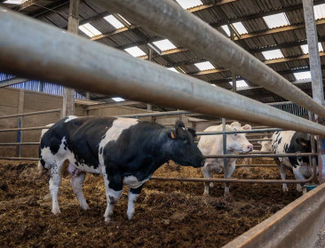 Nieuwe IBR-wetgeving voor afmestbedrijven