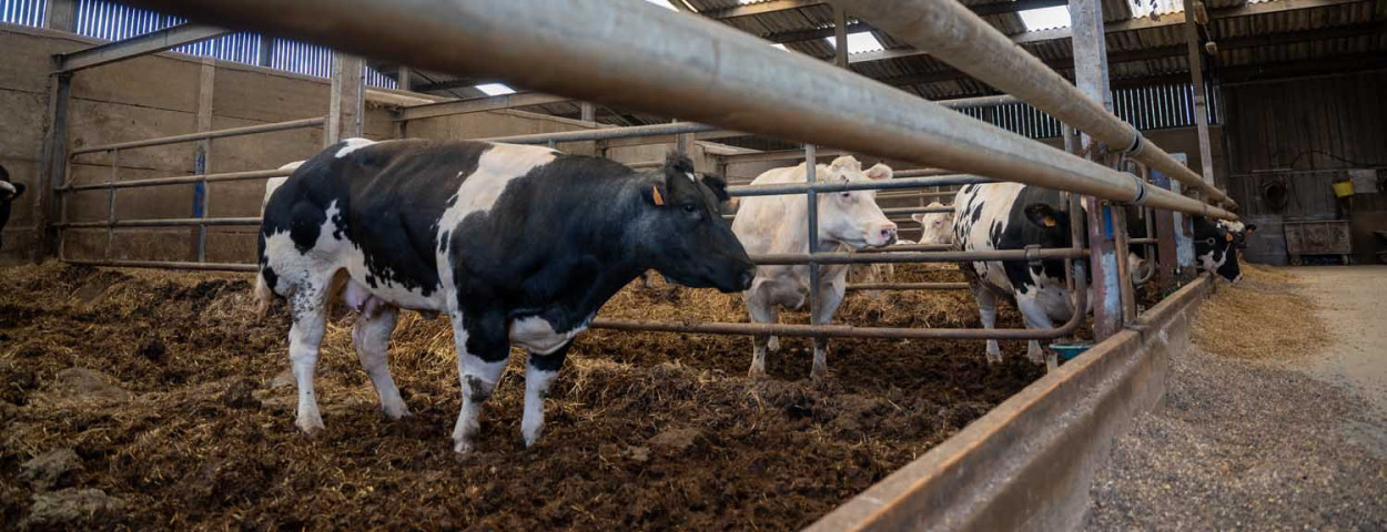 Jost Meesters in Zutendaal, Belgisch Witblauw afmestbedrijf