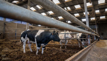 Nieuwe IBR-wetgeving voor afmestbedrijven