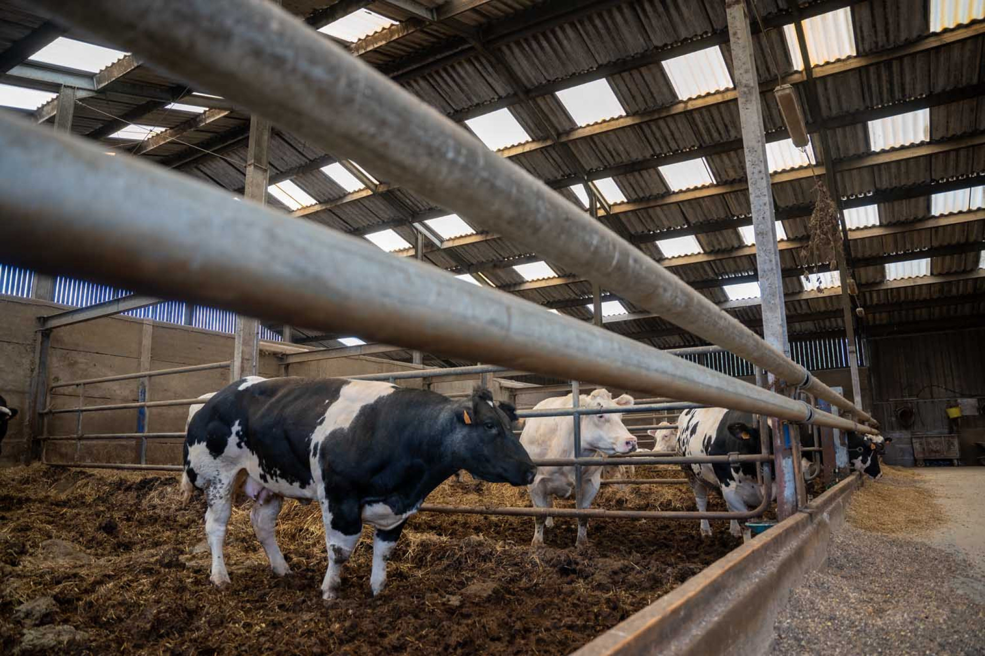 Jost Meesters in Zutendaal, Belgisch Witblauw afmestbedrijf