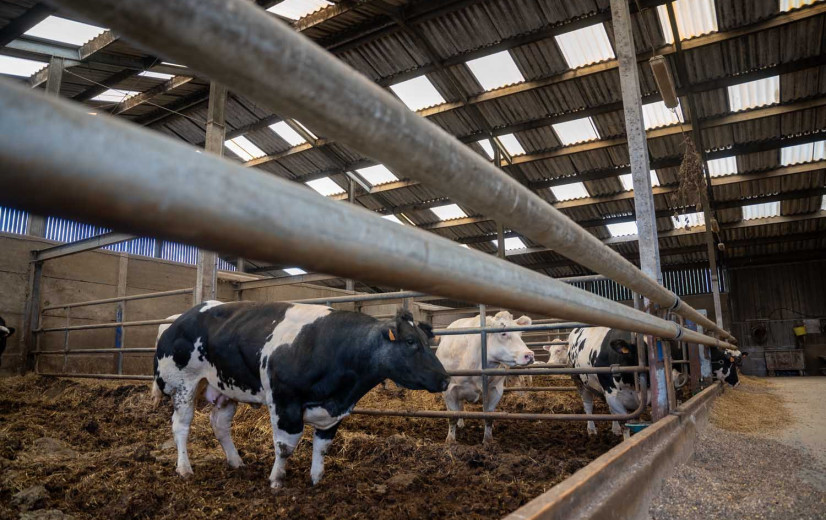 Nieuwe IBR-wetgeving voor afmestbedrijven