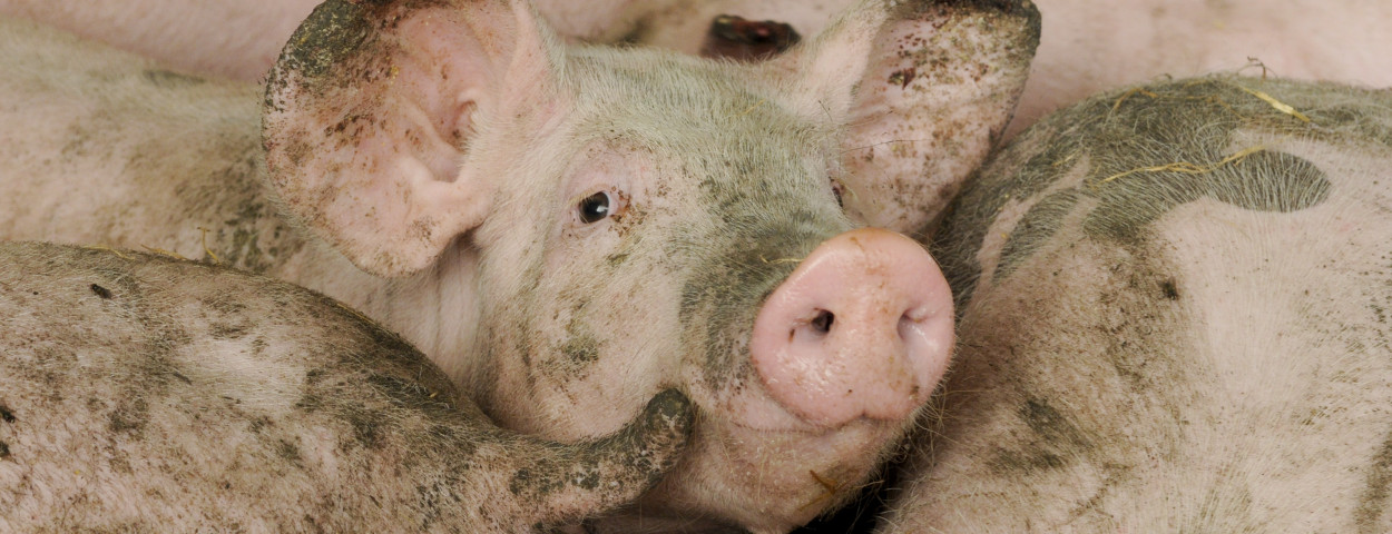varken modder_EU