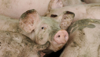 Spanje wil varkenspest bestrijden “naar Belgisch model”