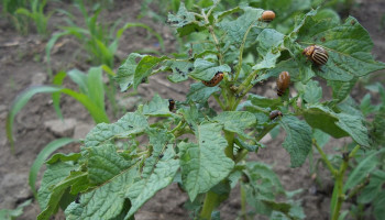 Natuurverenigingen naar rechter tegen biologisch insecticide Calantha