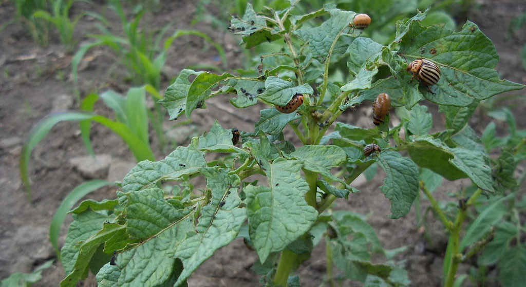 Natuurverenigingen naar rechter tegen biologisch insecticide Calantha ...