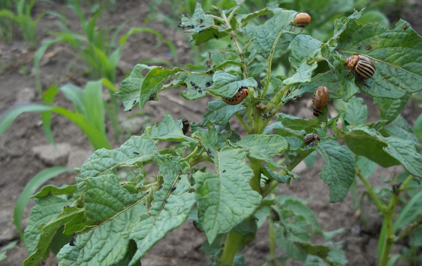 Natuurverenigingen naar rechter tegen biotechnologisch insecticide Calantha