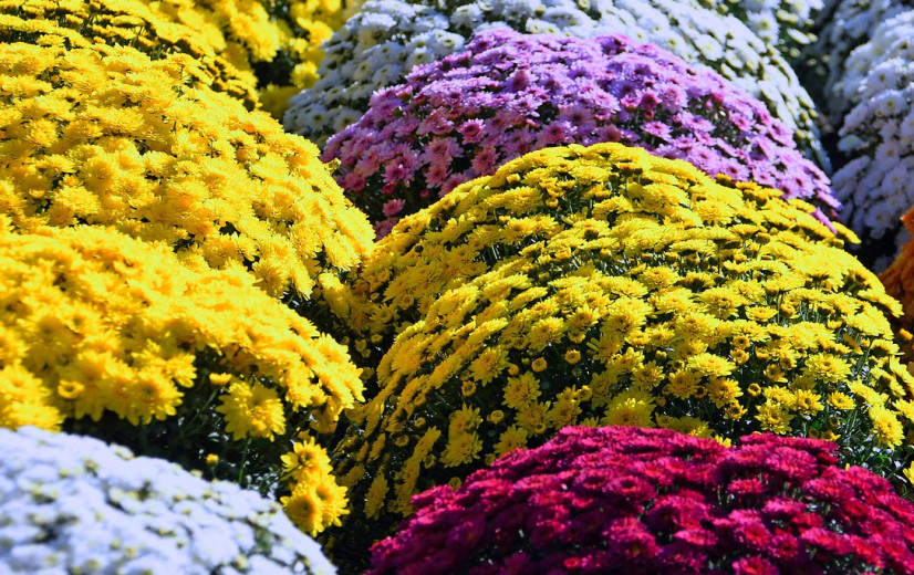 Chrysanten vaak ingezet als lokmiddel door supermarkten en tuincentra
