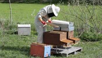 Colruyt schakelt bijen in om biodiversiteit te meten