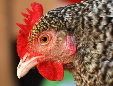 Mobiele slachteenheid voor korteketenkip is in de maak