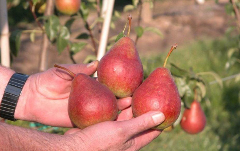 "Angstberichten over gewasbescherming doen ons evolueren naar een landbouw buiten Europa"