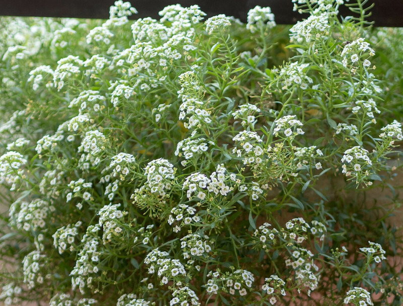 Lobularia maritima_Wikipedia