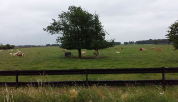 Zijn dieren in de extensieve veehouderij gelukkigere dieren?