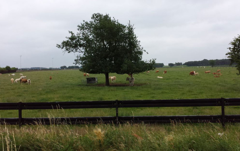 West-Vlaamse landbouwers kunnen gratis schaduwbomen aanplanten