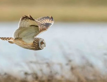 Velduil broedt opnieuw in kustpolders