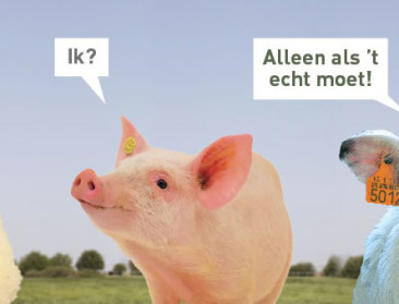 "Blijven werken aan verantwoord antibioticagebruik" 