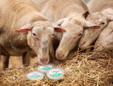 Labneh van De Zuivelarij floreert door samenwerking met lokale schapenboer en ligt nu bij Delhaize