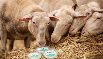 Labneh van De Zuivelarij floreert door samenwerking met lokale schapenboer en ligt nu bij Delhaize