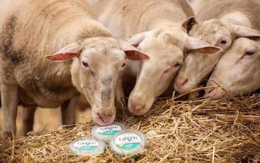 Genomineerd voor de BioVLAM: De Zuivelarij innoveert met nieuwe zuiderse biokazen
