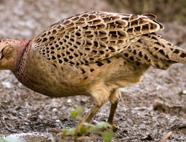 Uitzetten van fazanten binnenkort verleden tijd?