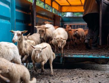 Van landmeter tot herder: Vlaamse schapenboer beheert natuur in de Ardennen