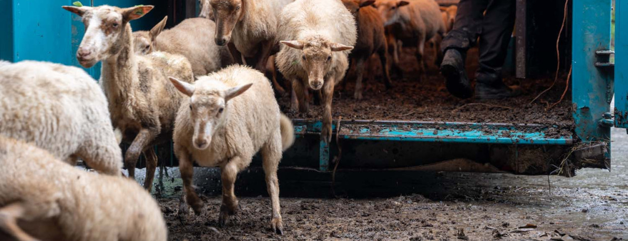 Schapen naar stal van Leo Van Santfoort
