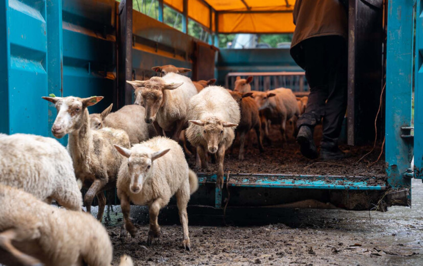 Van landmeter tot herder: Vlaamse schapenboer beheert natuur in de Ardennen